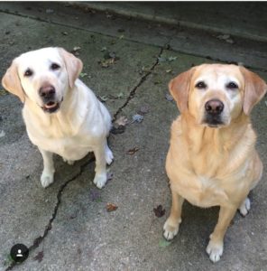 Dogs in driveway