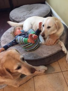 Gabe dogs
